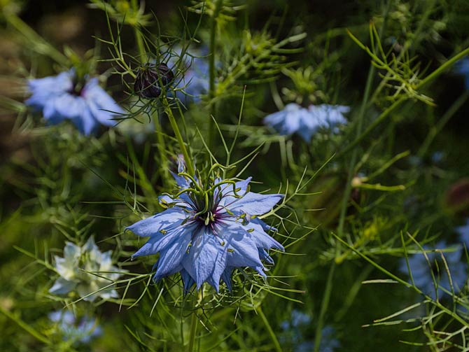 Schwarzkümmel Blüte